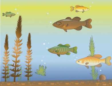 Illustration of fish in a group, representing group membership and bias