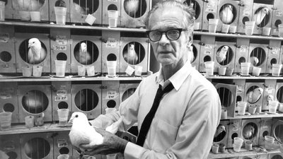 Skinner with pigeons in operant conditioning chambers