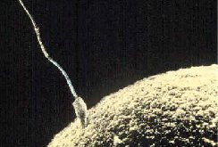 Sperm and ovum fuse at conception