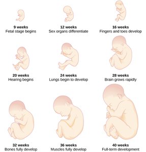 Fetal development timeline from 9 to 40 weeks