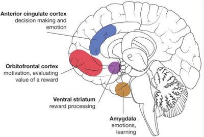 Brain regions involved in reward and emotion