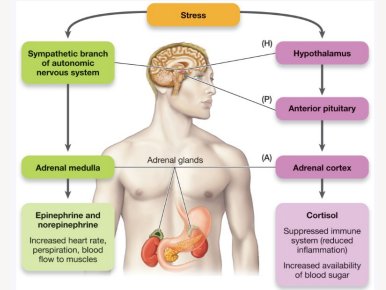 Physiology of stress response