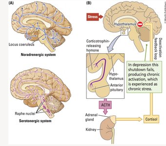 Neuroendocrine systems and chronic stress