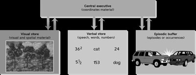Diagram of working memory components