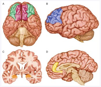Brain regions implicated in personality disorders