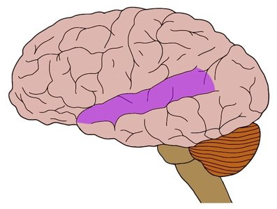 Diagram of the superior temporal gyrus in the brain