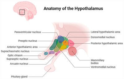 Anatomy of the hypothalamus