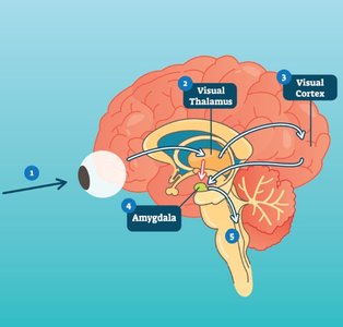 Pathways of emotional processing in the brain