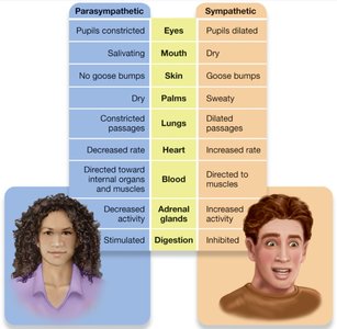 Comparison of parasympathetic and sympathetic responses