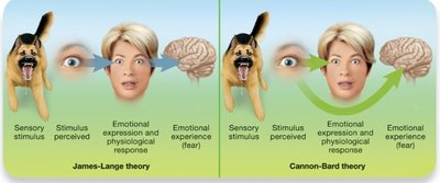 James-Lange vs. Cannon-Bard theory