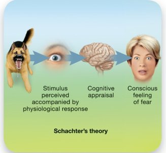 Schachter's two-factor theory diagram