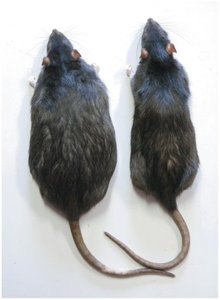 Comparison of rats with different hypothalamic lesions