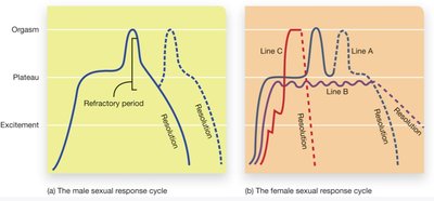 Male and female sexual response cycles