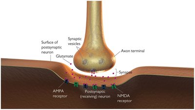 Diagram of synaptic transmission and receptors