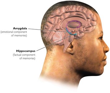 Diagram of brain showing amygdala and hippocampus