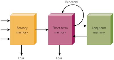 Diagram of sensory, short-term, and long-term memory flow