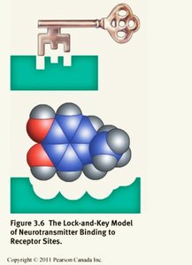 Lock-and-key model of neurotransmitter binding