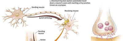 Action potential reaching synapse and neurotransmitter release