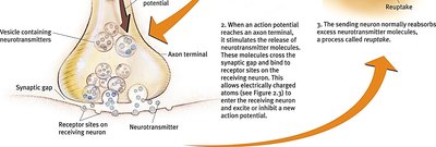 Neurotransmitter binding and reuptake at synapse