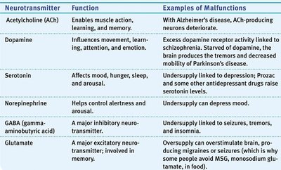 Table of neurotransmitters, functions, and malfunctions