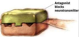 Antagonist blocks neurotransmitter
