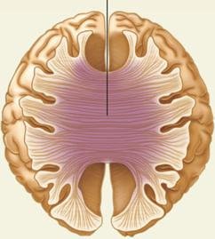 Table of left and right hemisphere functions