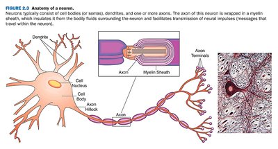 Diagram of neuron structure with dendrites, axon, myelin sheath, and axon terminals