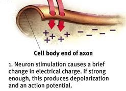 Neuron stimulation and depolarization