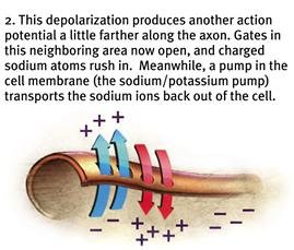 Depolarization and sodium-potassium pump