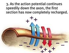 Recharging of axon section after action potential
