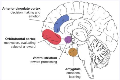 Brain regions involved in reward and emotion