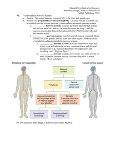 Diagram of the central and peripheral nervous systems