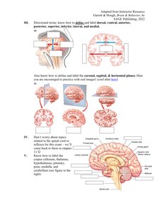 Brain directional terms and anatomical planes