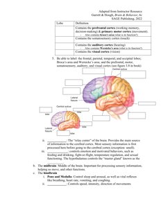 Diagram of the brain lobes
