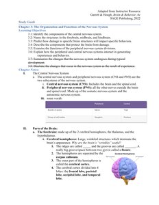 Brain regions and hemispheres