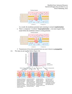 Action potential propagation and membrane changes