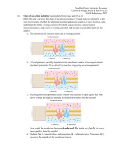 Steps of action potential with ion movement