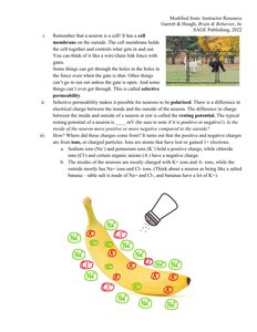 Banana analogy for membrane potential