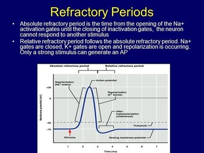Graph of absolute and relative refractory periods