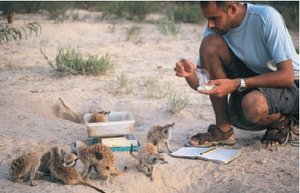Researcher observing meerkats in the wild