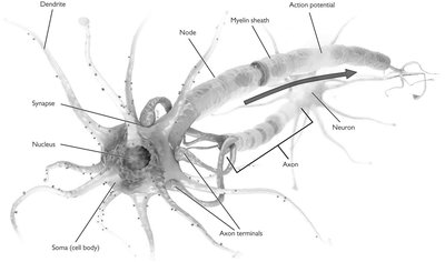Labeled diagram of a neuron