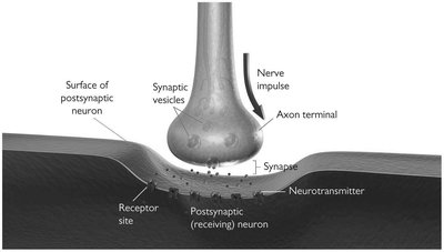 Diagram of a synapse with labeled parts