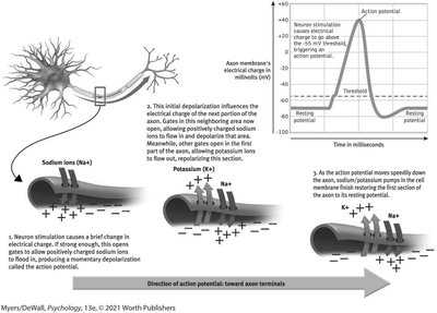 Action potential process and graph