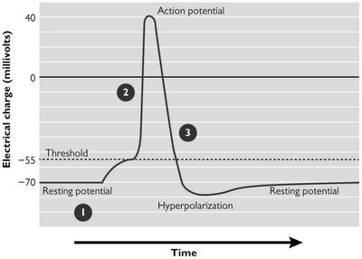Graph of action potential over time