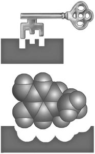 Lock-and-key model of neurotransmitter binding