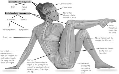 Diagram of the central and peripheral nervous systems