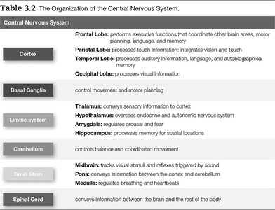 Table of central nervous system organization