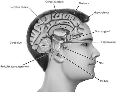 Labeled diagram of brain structures
