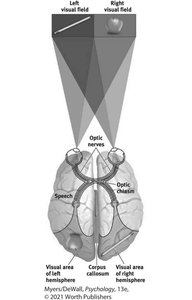 Functional areas of the cortex