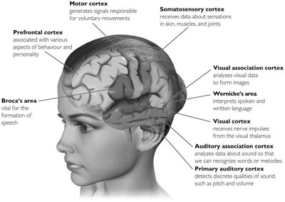 Somatotopic organization of the cortex (homunculus)